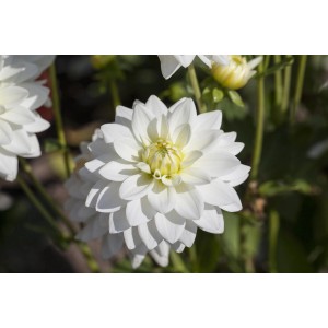 Nahaufnahme der weißen Dahlie 'Dahlietta Whitney' mit gelber Mitte, eine dekorative Sommerpflanze.