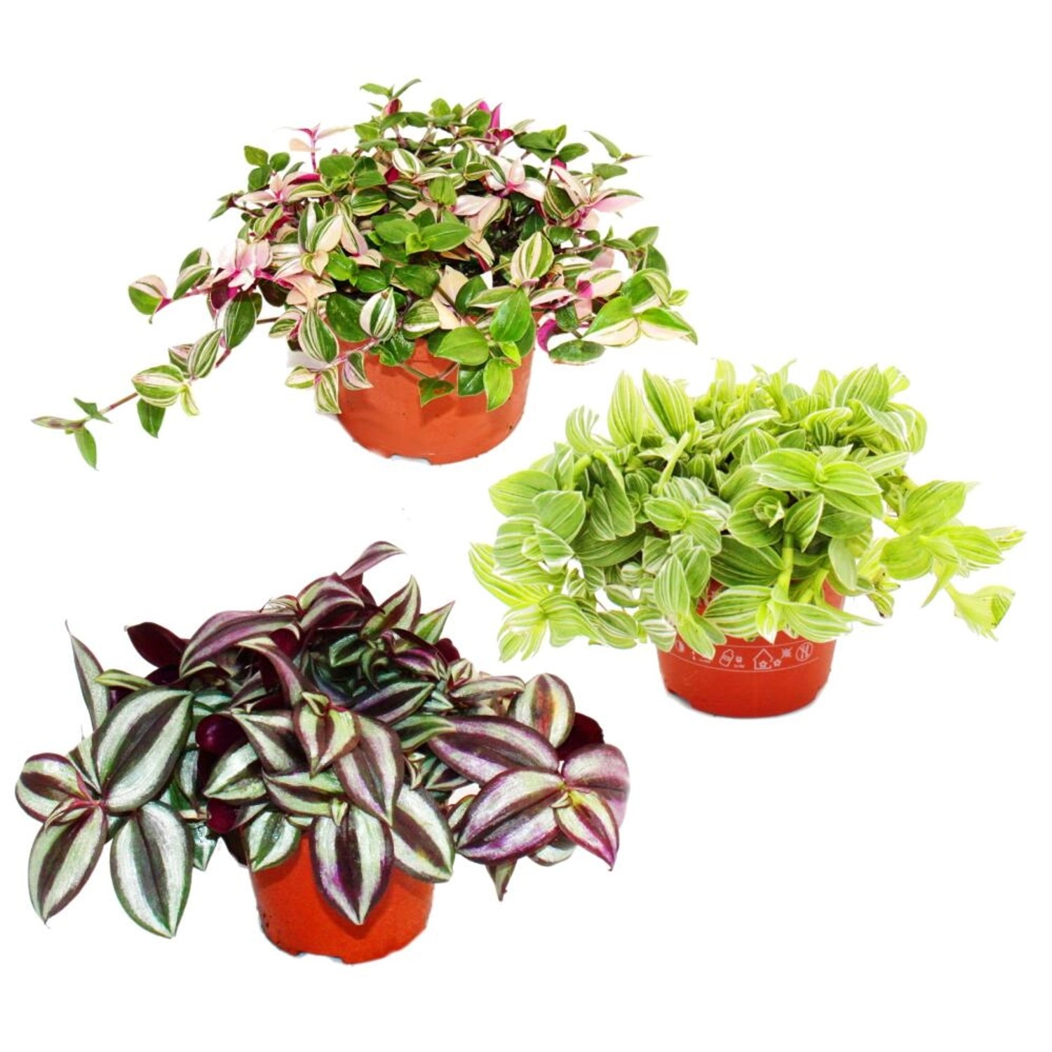 Exotenherz Zimmerpflanzen Trio Dreimasterblume Set mit 3 Verschiedenen Tradescantia Arten Dreimasterblume Wasserhexe