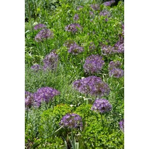 Blühender Sternkugel-Lauch (Allium Christophii) mit violetten Blüten im Garten.