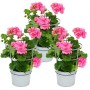 Set aus 3 rosa Exotenherz Geranien (Pelargonium peltatum) im 12cm Topf, ideal als Hängepflanzen.