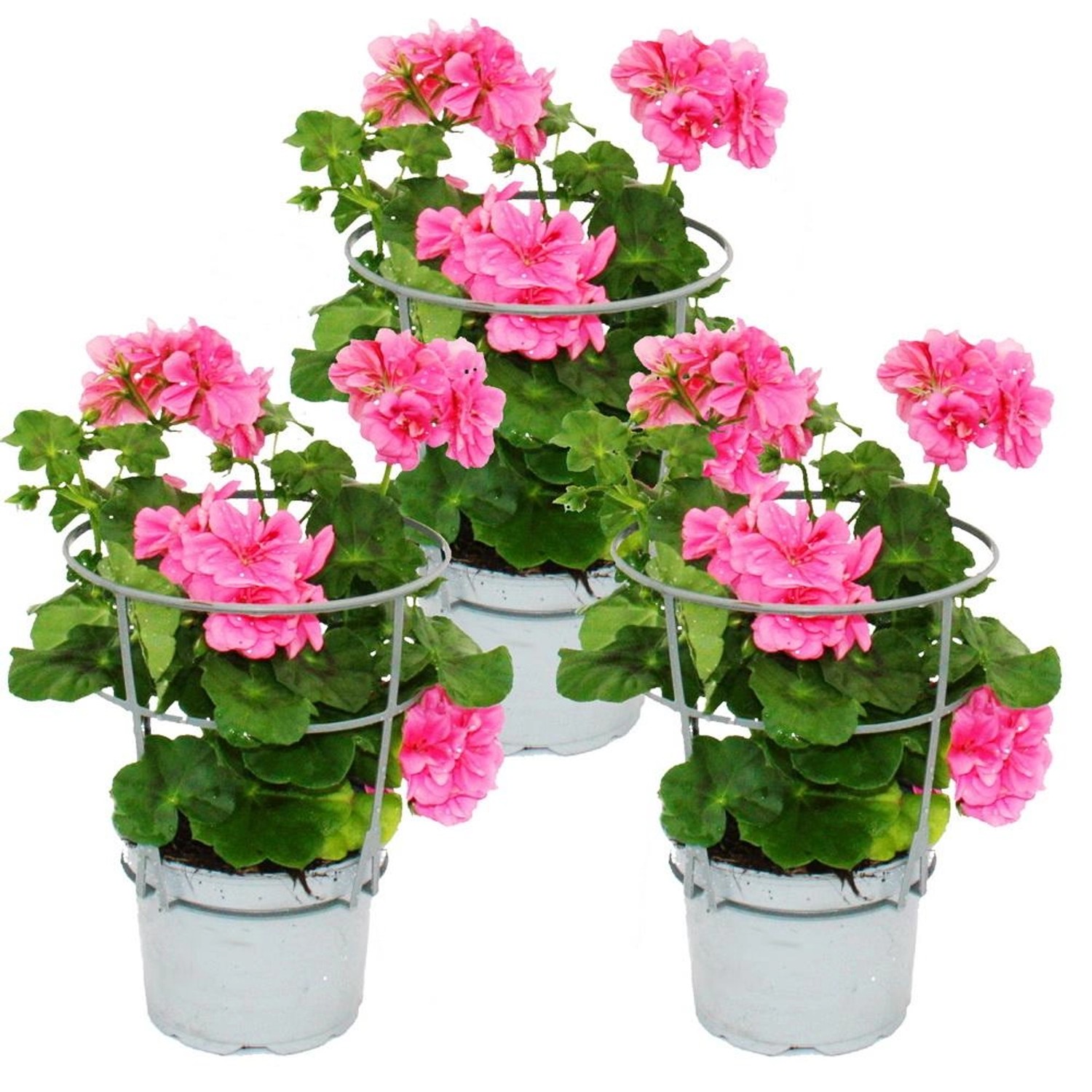 Exotenherz Geranien Hängend Pelargonium Peltatum 12cm Topf Set mit 3 Pflanzen Rosa