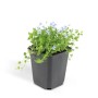 Blauer Bubikopf im Topf: Bodendecker Isotoma Fluviatilis mit zarten, hellblauen Blüten.