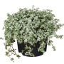 Silber-Kanonierblume (Pilea glauca) im Topf, ca. 20 cm hoch. Grünpflanze mit silbrig-grauen Blättern.
