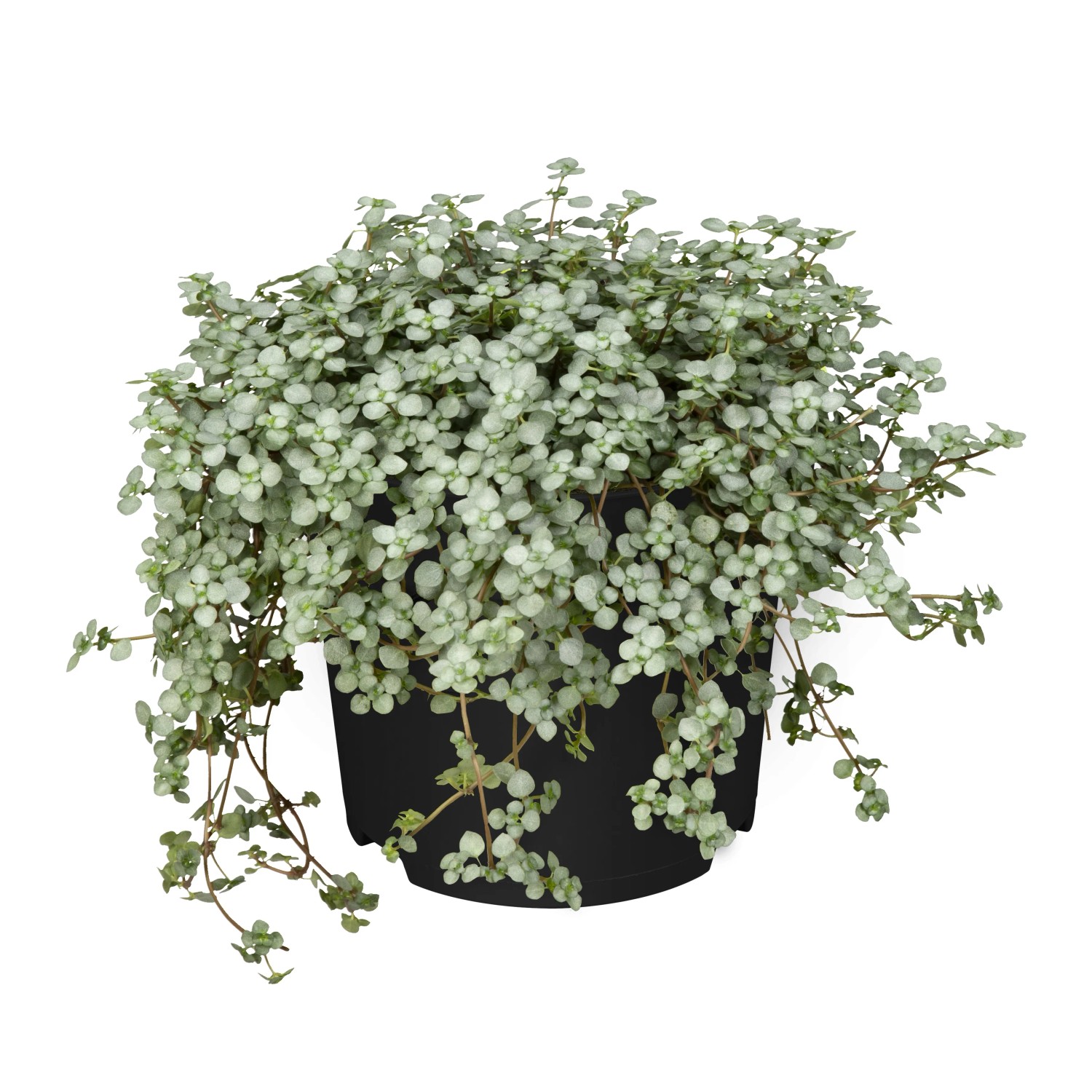 Pilea kaufen bei OBI