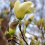 Nahaufnahme einer hellgelben Magnolie Elizabeth Blüte am Strauch.