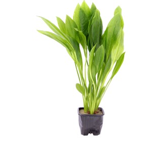 Dennerle Aquariumpflanze Echinodorus Bleherae XL im Topf, grüne Blätter.