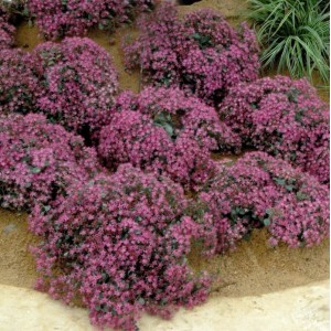 Pflaumen Fetthenne - Sedum cauticola