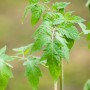 Junge, grüne Tomatenpflanze 'Oceana' im Topf (ca. 12cm Ø).