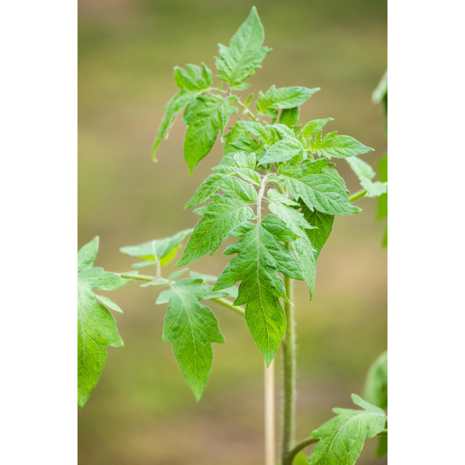 Junge, grüne Tomatenpflanze 'Oceana' im Topf (ca. 12cm Ø).