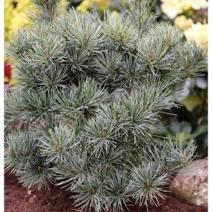 Japanische Zwergmädchenkiefer 20-25cm - Pinus parviflora