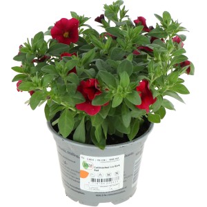 Rotes Zauberglöckchen im Topf, GROW by OBI, ca. 12 cm Topf-Ø, Calibrachoa hybrid.