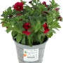Rotes Zauberglöckchen im Topf, GROW by OBI, ca. 12 cm Topf-Ø, Calibrachoa hybrid.