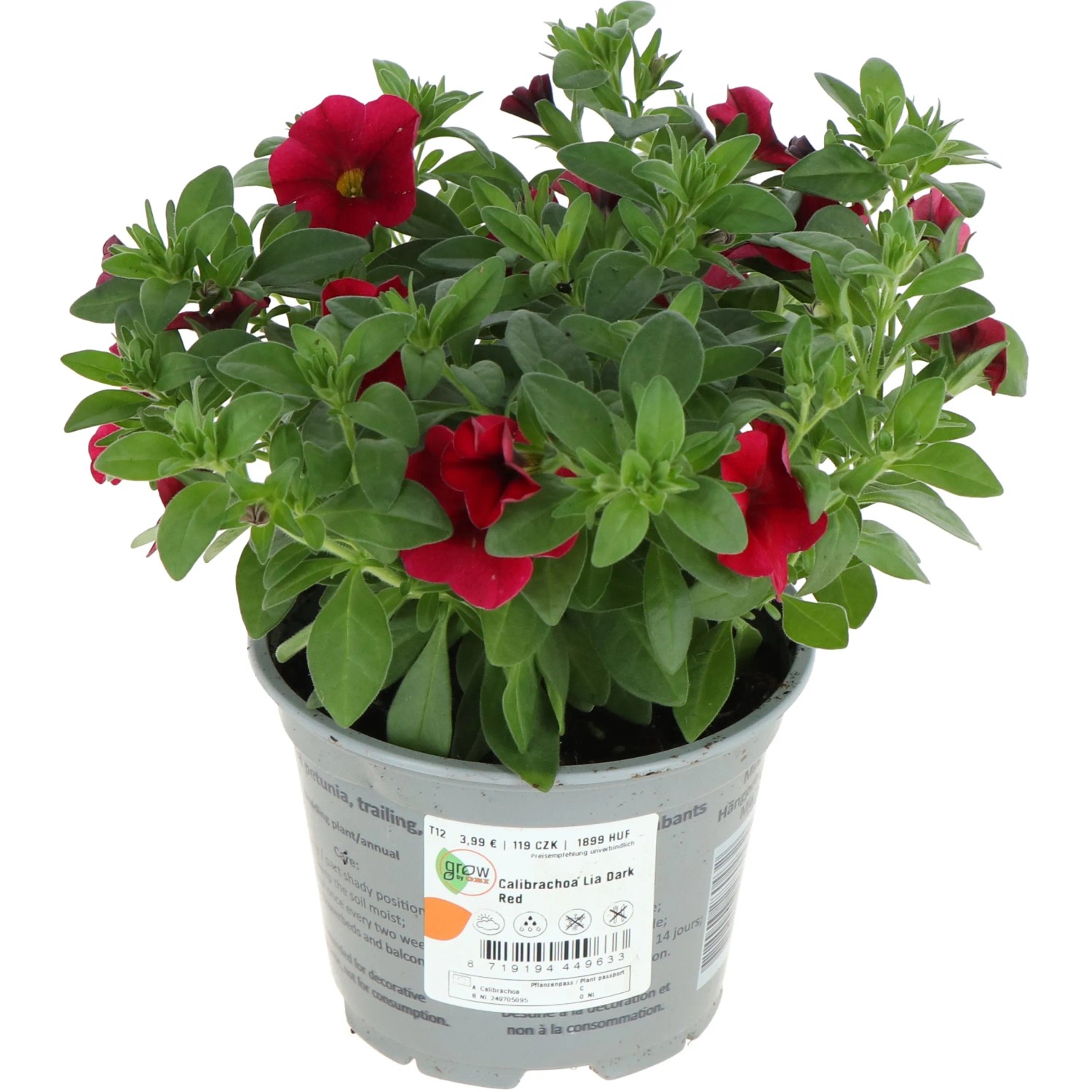 Rotes Zauberglöckchen im Topf, GROW by OBI, ca. 12 cm Topf-Ø, Calibrachoa hybrid.