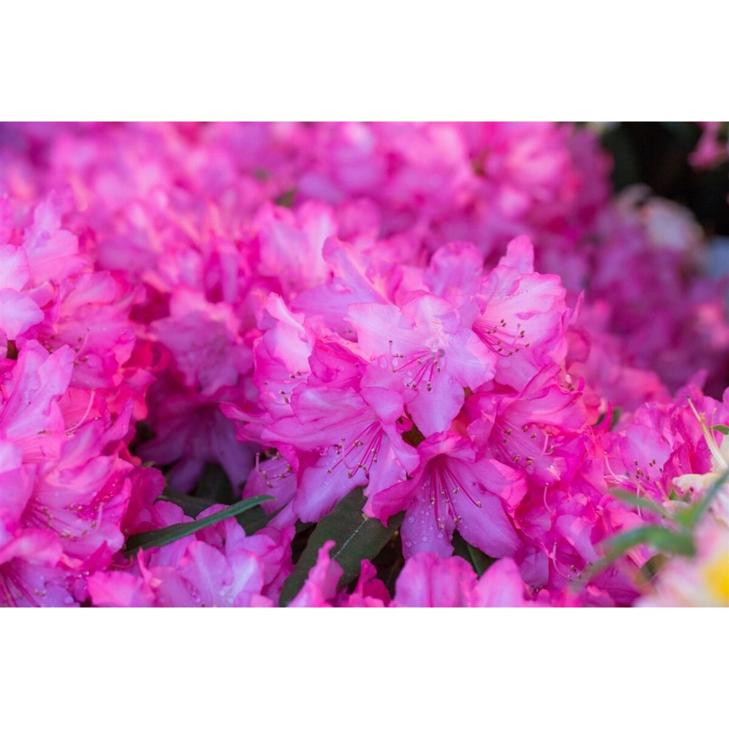 Rhododendron Makinoi Rosa Perle Rosa Blüten 30–40 cm günstig online kaufen