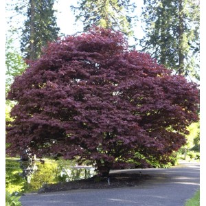 Roter Fächerahorn (Acer palmatum Atropurpureum), ca. 100-125cm, im Garten.