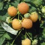 Gelbe Himbeere 'Fallgold' am Strauch mit grünen Blättern.
