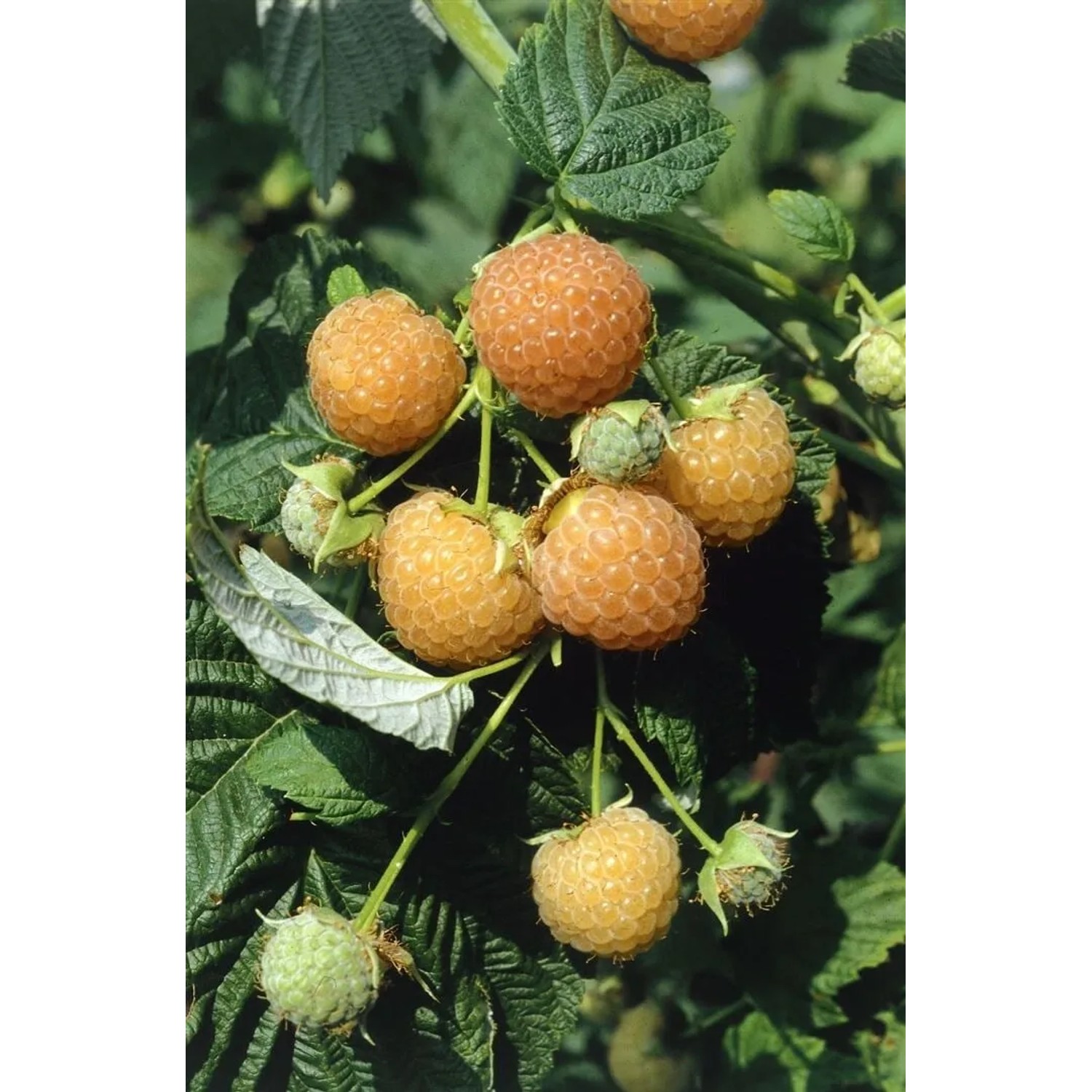 Gelbe Himbeere 'Fallgold' am Strauch mit grünen Blättern.
