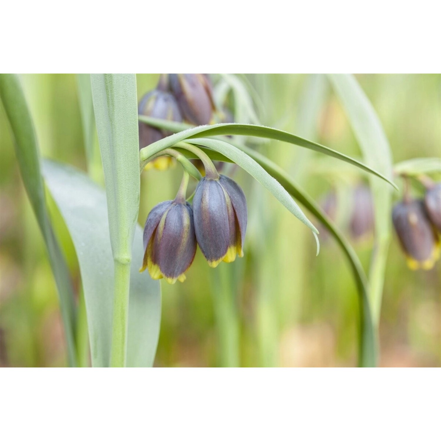 Fritillaria Michailowskyi Schachbrettblume Ca. 9x9 cm Topf günstig online kaufen
