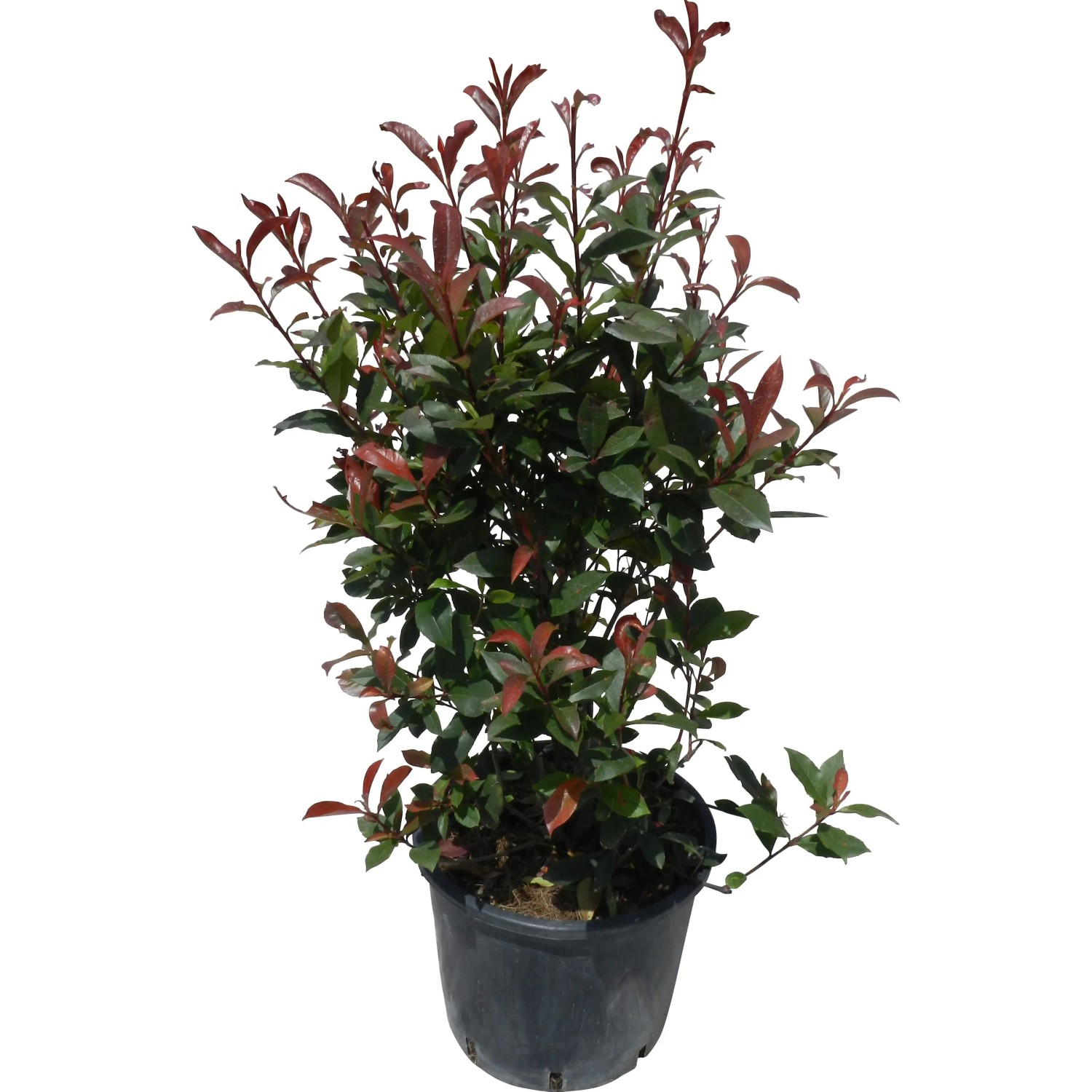 GROW by OBI Glanzmispel Photinia 'Carr Rouge' rot 60-80 cm 15 l kaufen bei  OBI