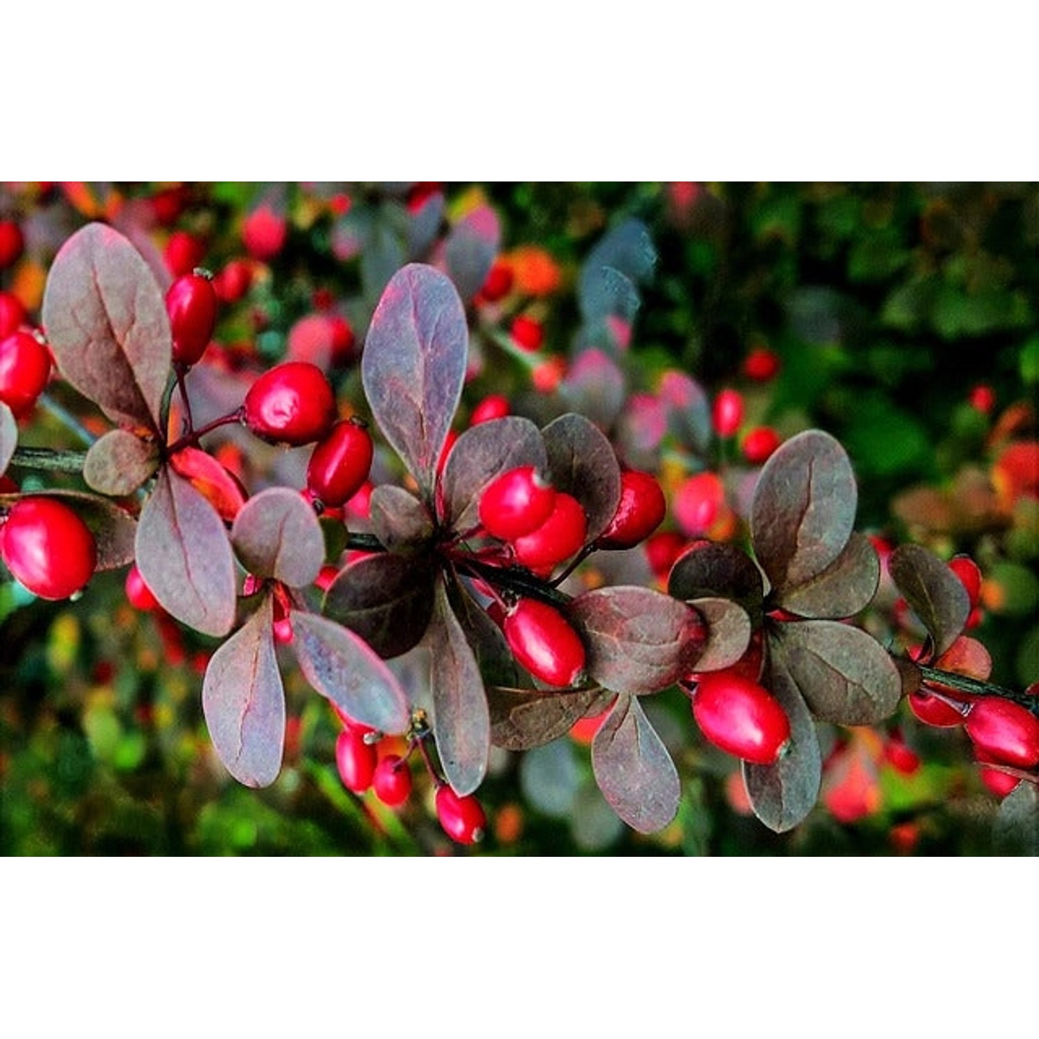 Rote Heckenberberitze mit purpurfarbenen Blättern und roten Beeren als Topfpflanze.
