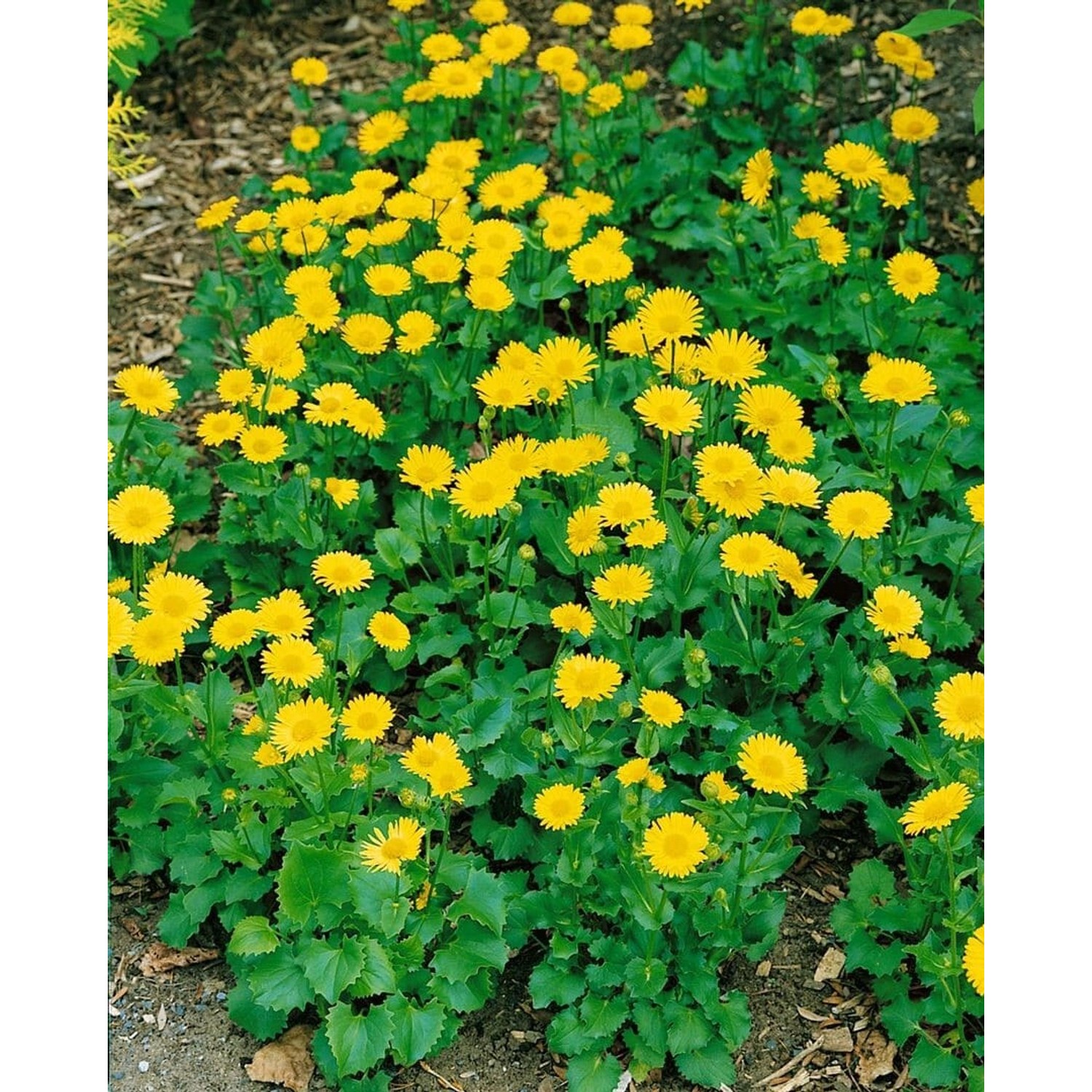 Doronicum Orientale Little Leo Gemswurz Ca. 9x9 cm Topf günstig online kaufen