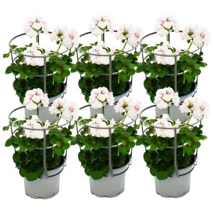 Set mit 6 weißen Exotenherz Geranien (Pelargonium peltatum) im 12cm Topf, ideal für Hängekörbe.