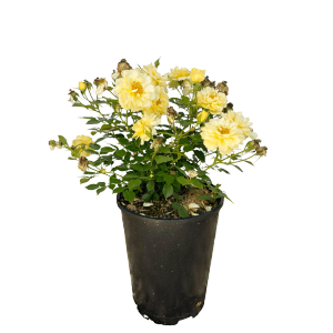 Gelbe Baumfink Bodendeckerrose 'Bienenweide' im Topf, bienenfreundlich.