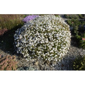 Japanische Aster 'Madiva' im 9x9 cm Topf, üppig blühende Staude mit weißen Blüten.