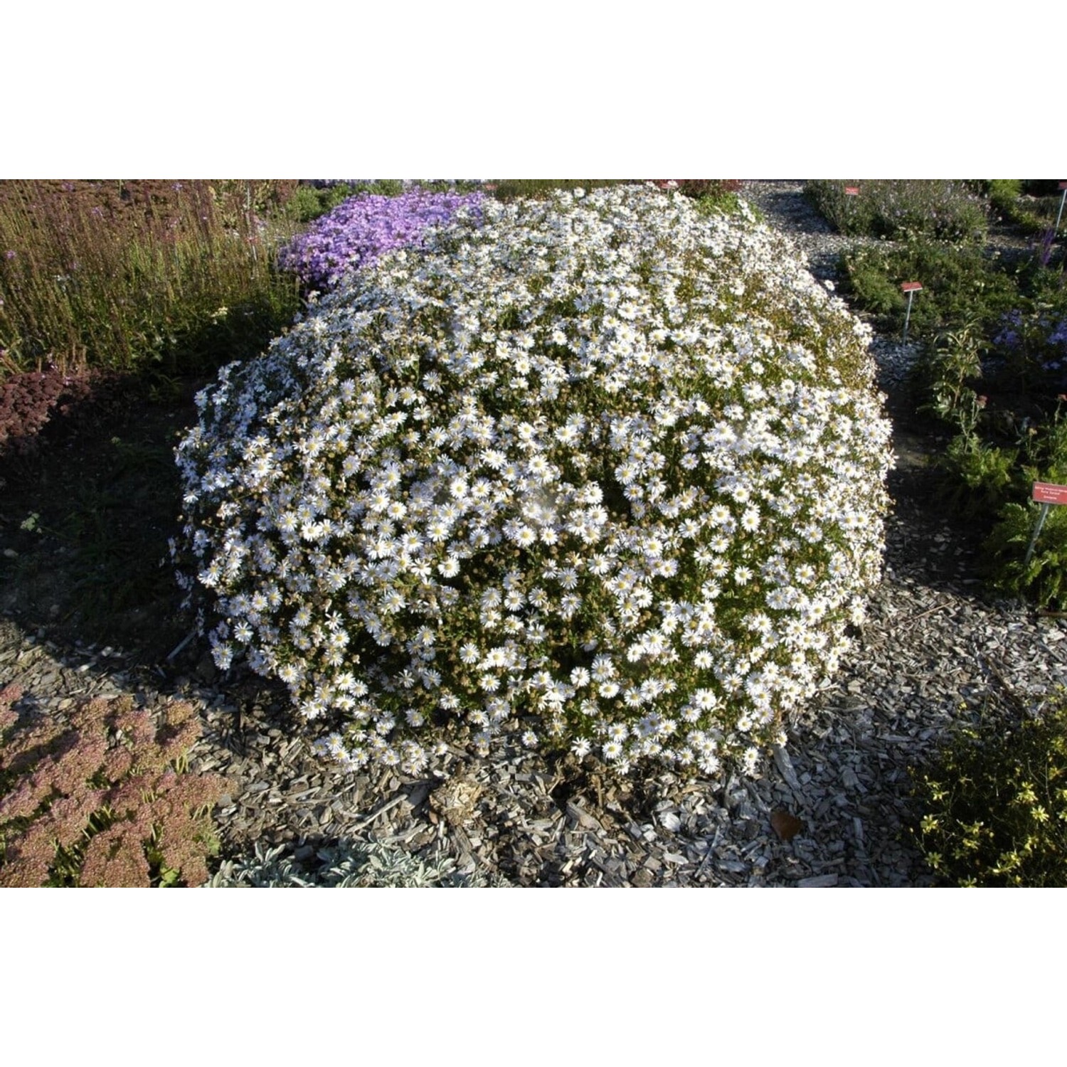 Kalimeris Incisa Madiva Japanische Aster Ca. 9x9 cm Topf günstig online kaufen