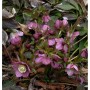 Christrose Lenzrose Metallic Blue - Helleborus orientalis