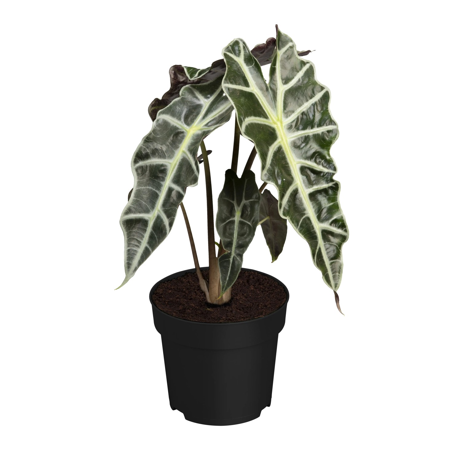 indoor bonsai ficus Ficus Ginseng
