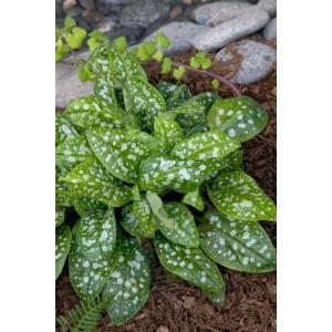 Geflecktes Lungenkraut 'Reginald Kaye' im 9x9 cm Topf. Staude mit silbrig gesprenkelten Blättern.