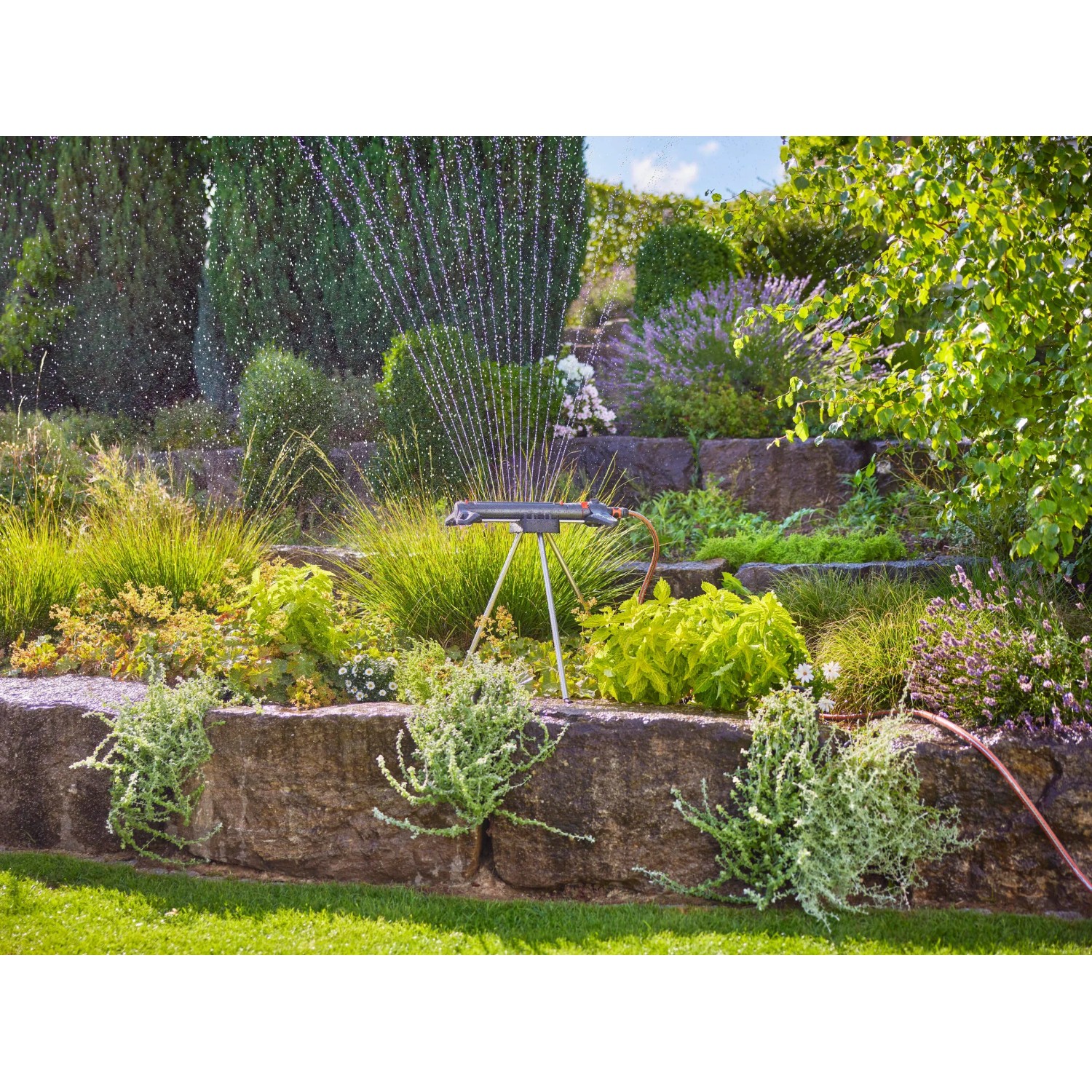 Gardena Aqua Zoom M Rasensprenger in Aktion, bewässert Rasenfläche. Viereckregner mit Wasserfontäne im Garten.