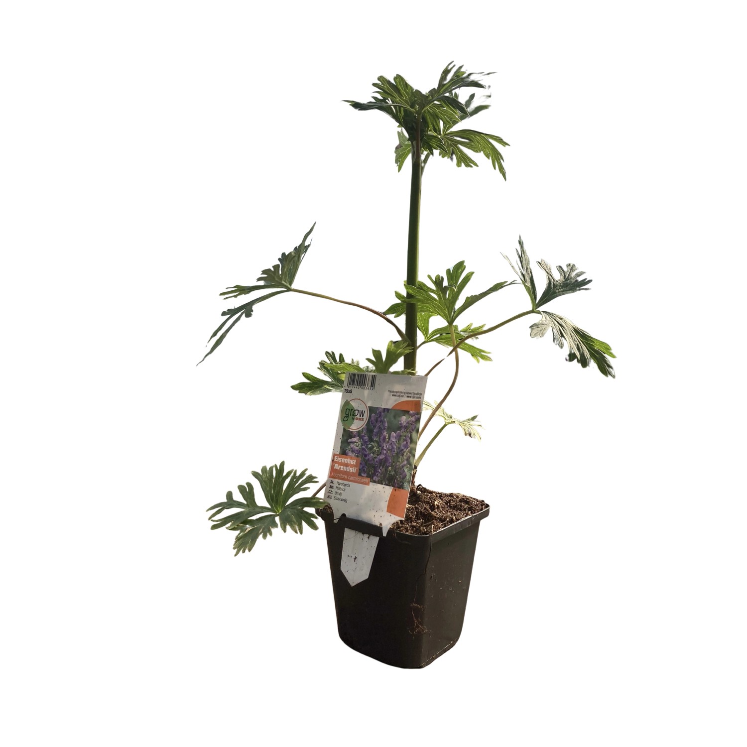 GROW by OBI Garten-Herbst-Eisenhut Arendsii Blau Topf-Ø ca. 9 x 9 cm Aconitum