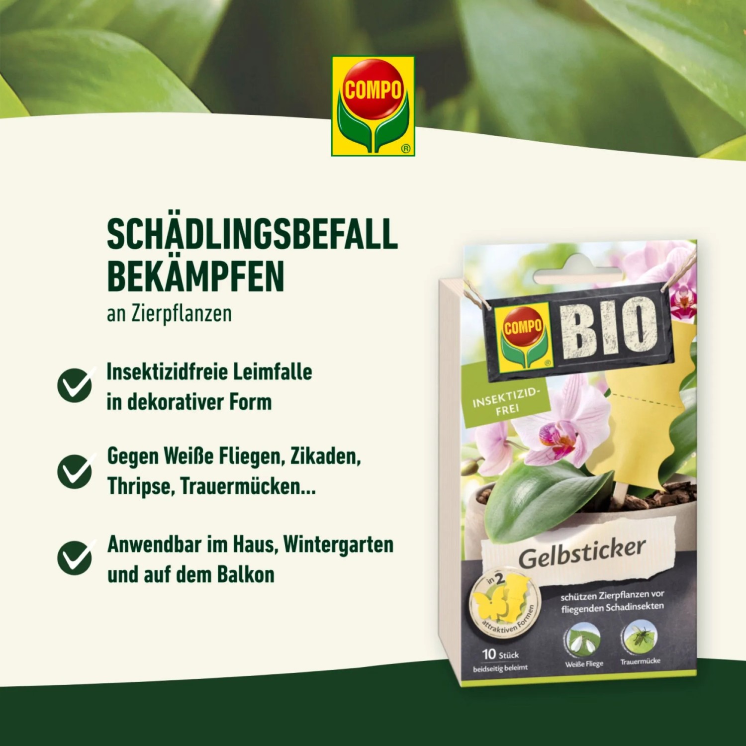 fraser tanne künstlich Frasertanne im Topf gewachsen