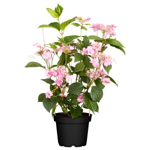Tellerhortensie Euphora mit rosa Blüten im Topf, ca. 10-20 cm hoch.