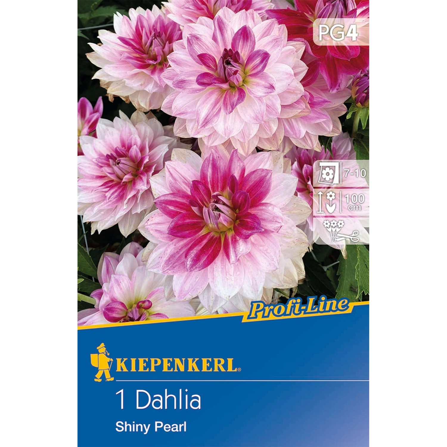 Kiepenkerl Dekorative Dahlie "Shiny Pearl" Weiß, Zartrosa bis Purpur