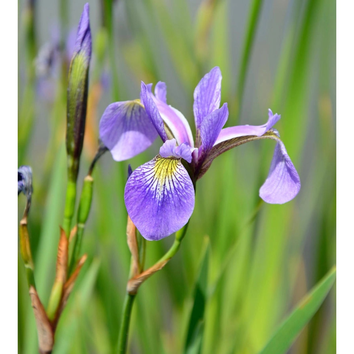 Schwertlilie Versicolor - Iris versicolor günstig online kaufen