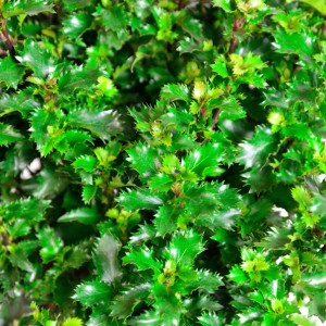 Kugelförmiger Amerikanischer Ilex Little Rascal mit grünen Blättern.