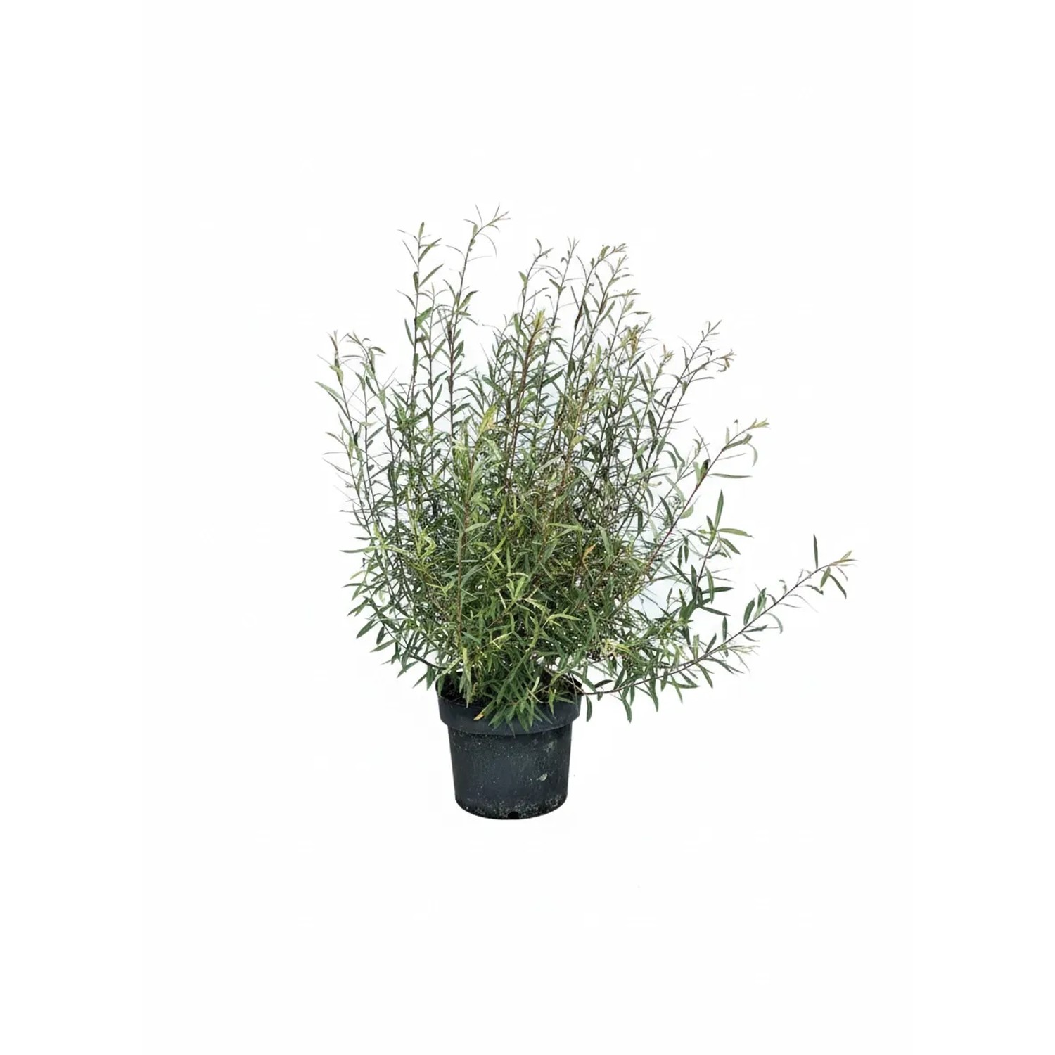 Baumfink Kugelweide Nana als Topfpflanze 60-100cm