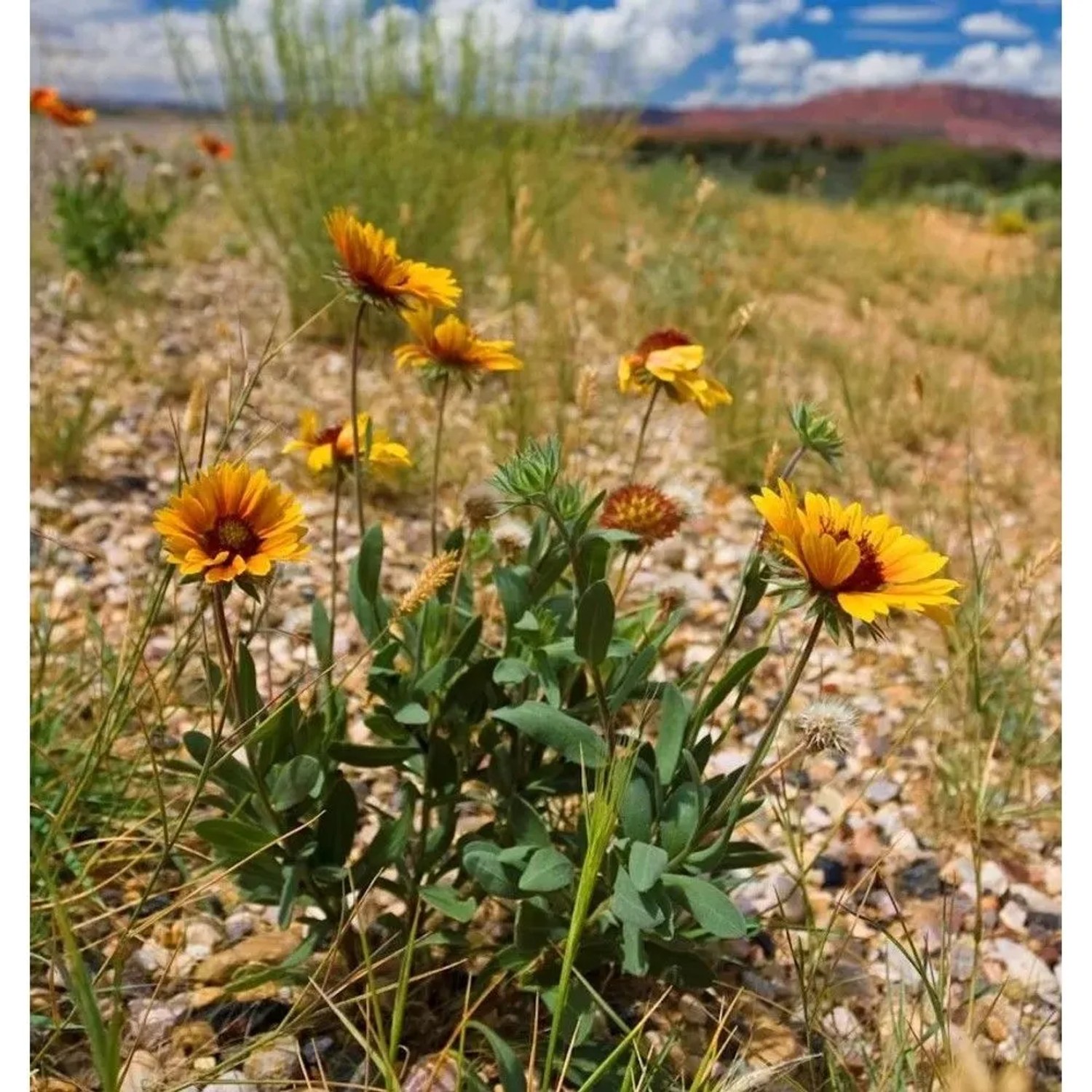Image of Korkadenblume Arizona Apricot - Gaillardia aristata