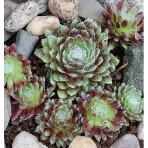 Dachwurz 'Weiße Feder' (Sempervivum cultorum), grüne Blätter mit rötlichen Spitzen, umgeben von Steinen.