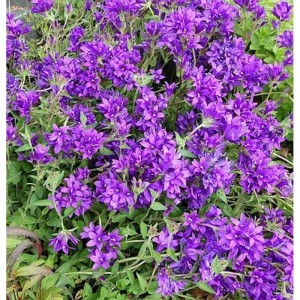 Nahaufnahme der violetten Blüten der Knäulglockenblume Joan Elliot (Campanula glomerata).
