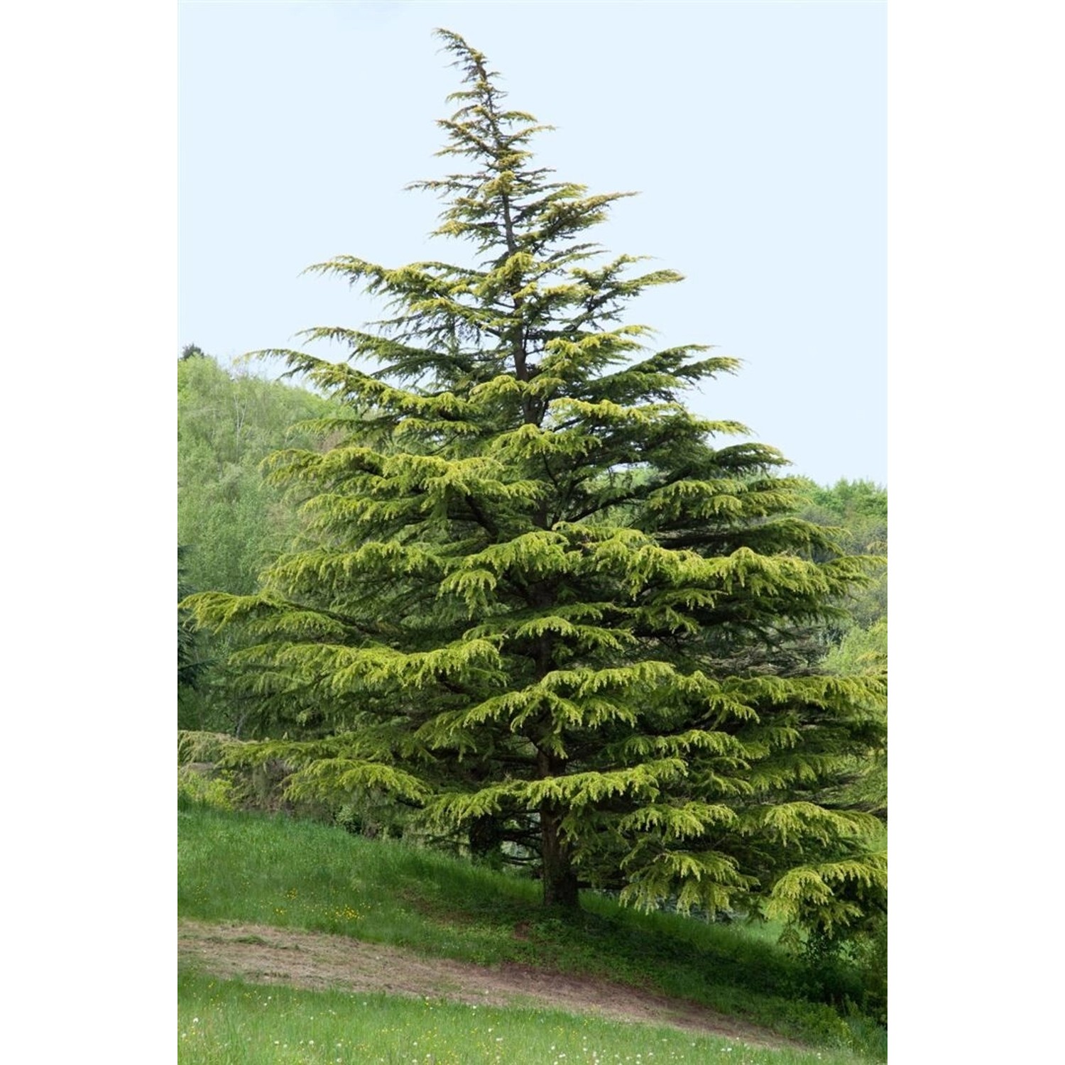 Cedrus Deodara Aurea Himalaya-Zeder Goldgelb 125–150 cm günstig online kaufen