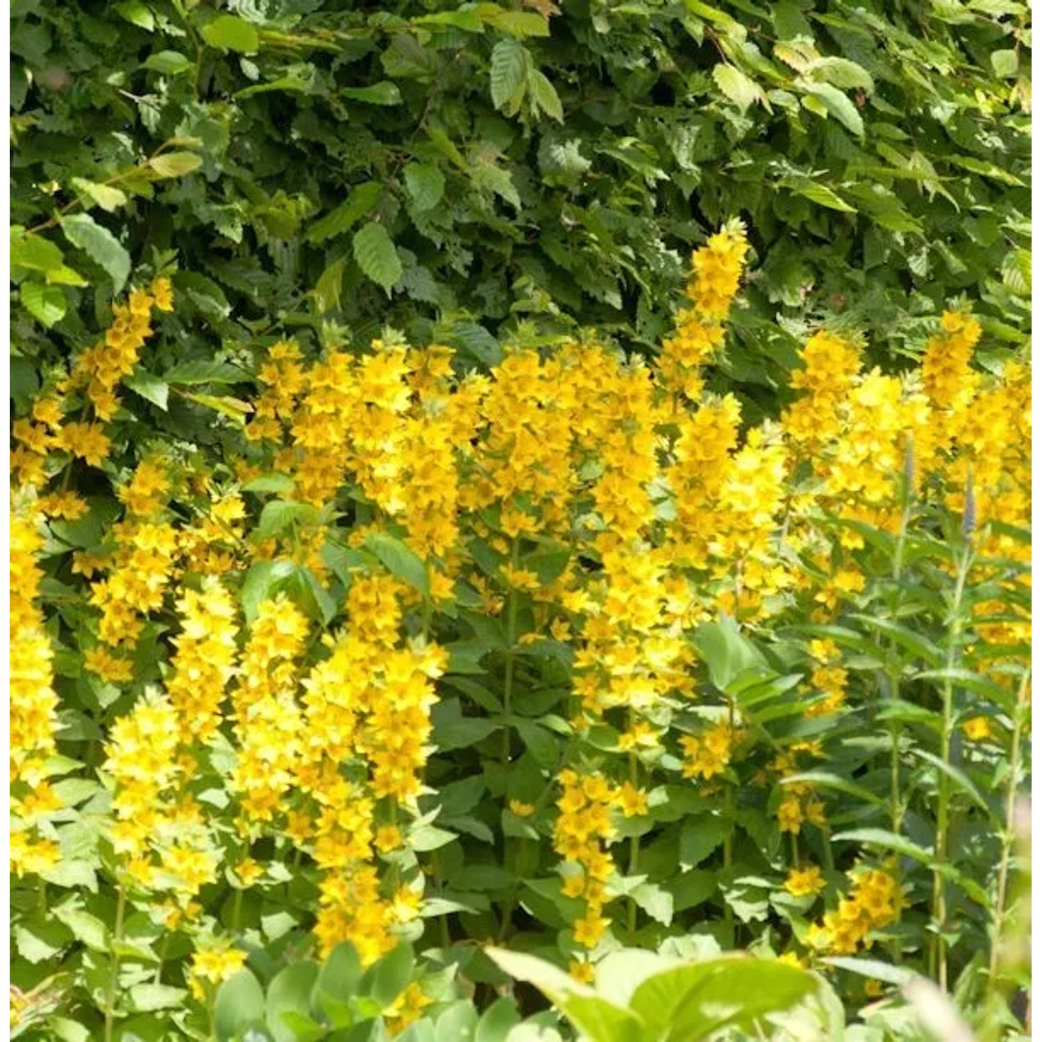 Gefleckter Gold Felberich Alexander - Lysimachia punctata