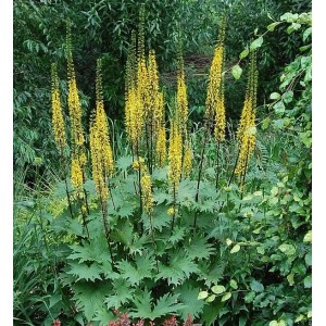 Przewalskis Kreuzkraut (Ligularia przewalskii) mit gelben Blütenständen im Garten.