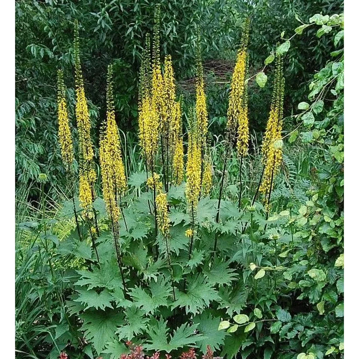 Przewalskis Kreuzkraut - Ligularia przewalskii