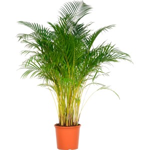 Goldfruchtpalme (Areca) im Topf, ca. 140-150 cm hoch. Zimmerpalme mit grünen Wedeln und gelben Stämmen.