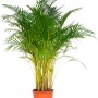 Goldfruchtpalme (Areca) im Topf, ca. 140-150 cm hoch. Zimmerpalme mit grünen Wedeln und gelben Stämmen.