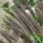 Detailaufnahme des schwarzvioletten Lampenputzergras Moudry im Garten.